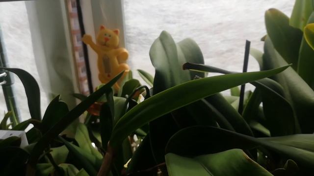 Спасение Орхидей от ожогов на листьях в жару✔️Суп из корней при частом поливе в жару/MOSCOW VLOG/