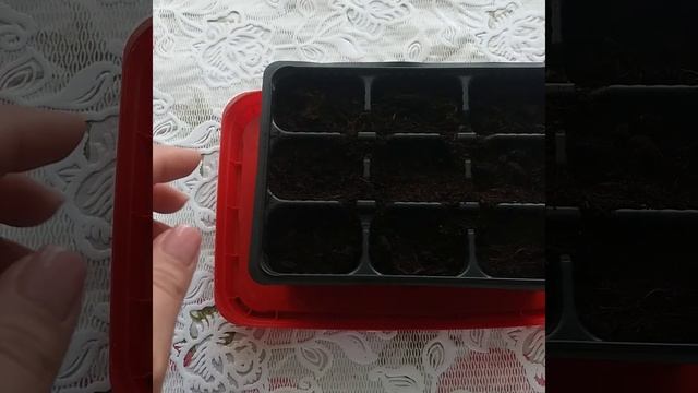 Флоксы из семян. Пошаговый обзор посадки смотреть онлайн