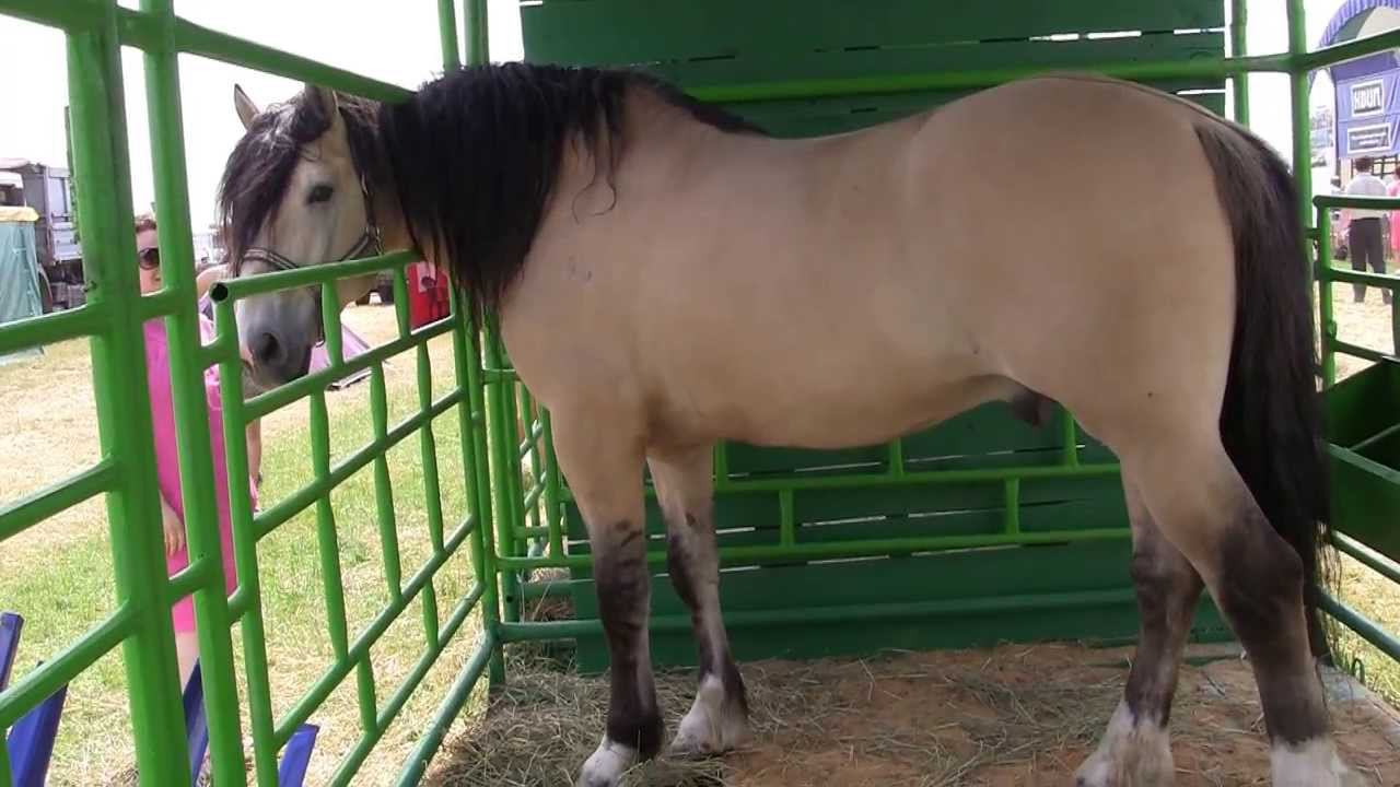 Выставка БелАгро 2013. Коневодство смотреть онлайн