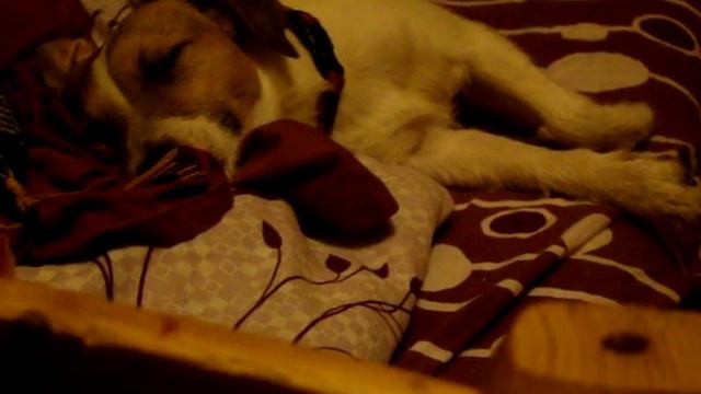Джоли спит :) смотреть онлайн