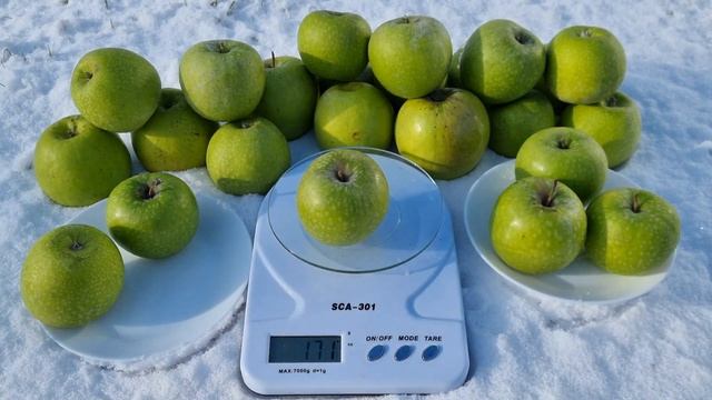 ЗИМОВІ СОРТИ ЯБЛУК ЯКІ ДОБРЕ ЗБЕРІГАЮТЬСЯ. ЯБЛУКО ГРЕНІ СМІТ. смотреть онлайн