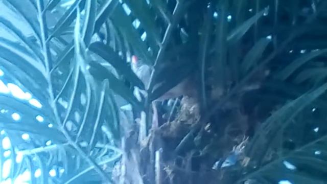 ТРОПИЧЕСКИЕ ПТИЦЫ смотреть онлайн