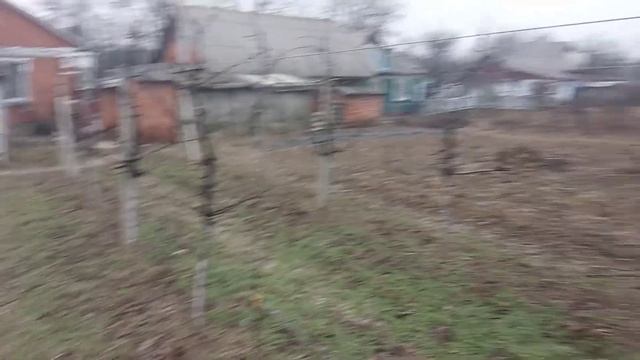 Грушевая Медяница