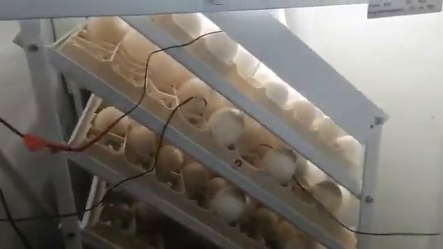 Закладка индюка Хайбрид Франция и БИГ6 Словакия апрель 2022 года. смотреть онлайн