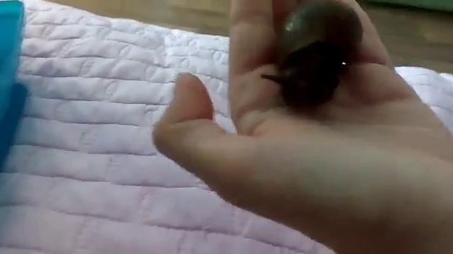 1 видео/ЗНАКОМСТВО с Улитками смотреть онлайн
