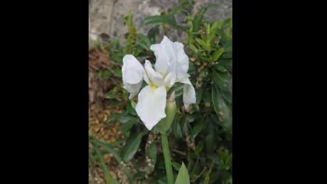 #Ирис1 #Garden #flowers106 Декоративные растения смотреть онлайн