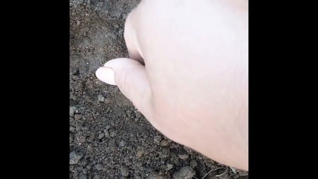 Посадка пекинской капусты для зимнего хранения??? смотреть онлайн