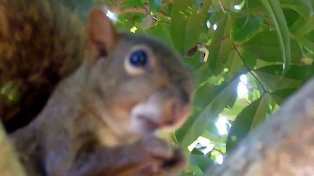 белки и бурундуки смотреть онлайн