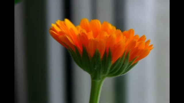 Календула смотреть онлайн