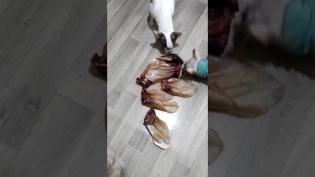 лакомства для чихуахуа смотреть онлайн