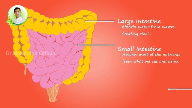Special Drink to Reduce Weight and Burn Fat | Scientifically Proved Tip | Dr. Manthena's Health Tip смотреть онлайн