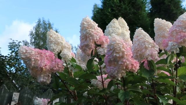 Гортензия метельчатая VANILE FRAISE смотреть онлайн