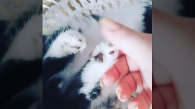Котёнок породы Рагамаффин смотреть онлайн