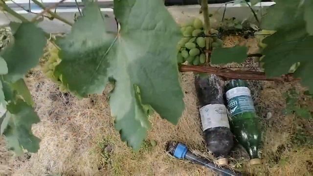 Преображение, Аркадия и тд - виноград в Нижегородской области. обзор 05.08.21. смотреть онлайн