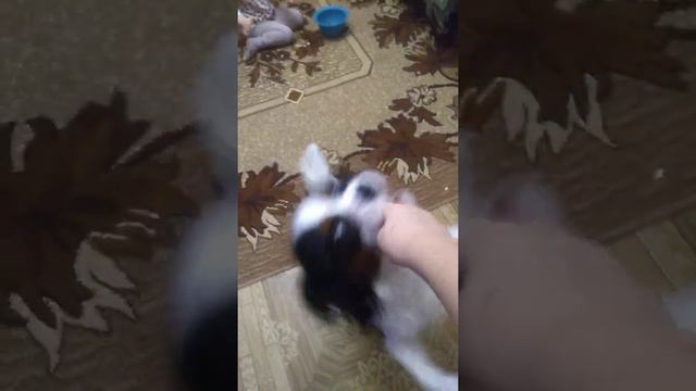 Кавалер кинг чарльз спаниель эпизод 1 смотреть онлайн