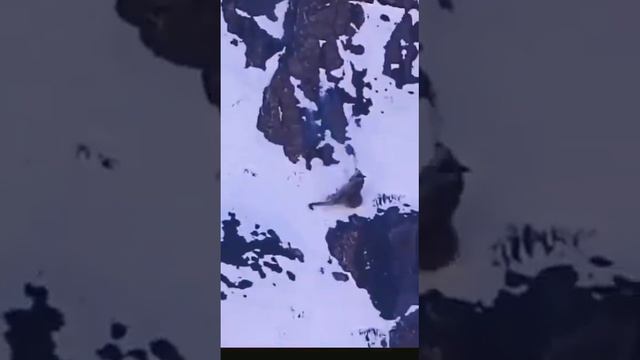 Food is hard to get in wild... Snow Cat hunting a Mountain Goat смотреть онлайн