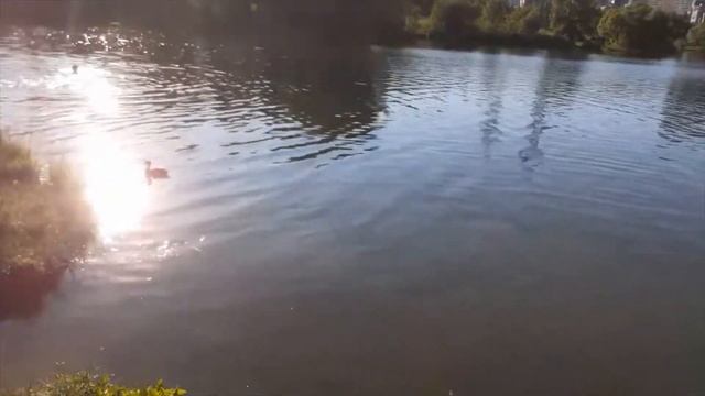 Ландшафтный парк Митино. Пенягинский пруд смотреть онлайн