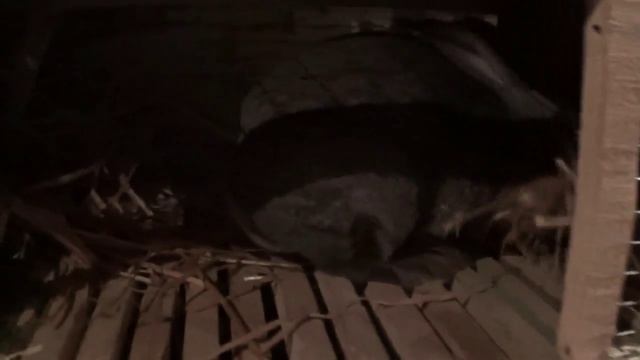 Крольчиха строит гнездо, маточник смотреть онлайн