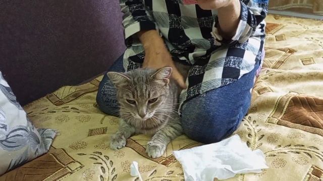 Переезжаем в новый дом , лечим кошку #помощь #жизнь #доступнаясреда #любовь смотреть онлайн