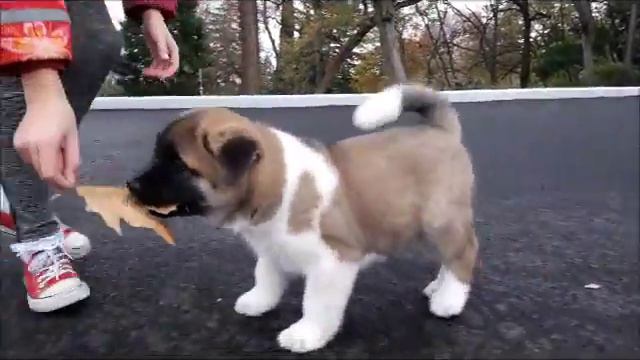 Американская Акита Крым смотреть онлайн