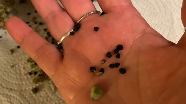 How to Collect Allium Seeds & what Allium seeds look like - Enjoy! смотреть онлайн