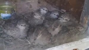 Разведение Кеклика или горной куропатки.