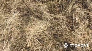 Много свежих рогов лося. Отличные поиски. Шикарные пары.