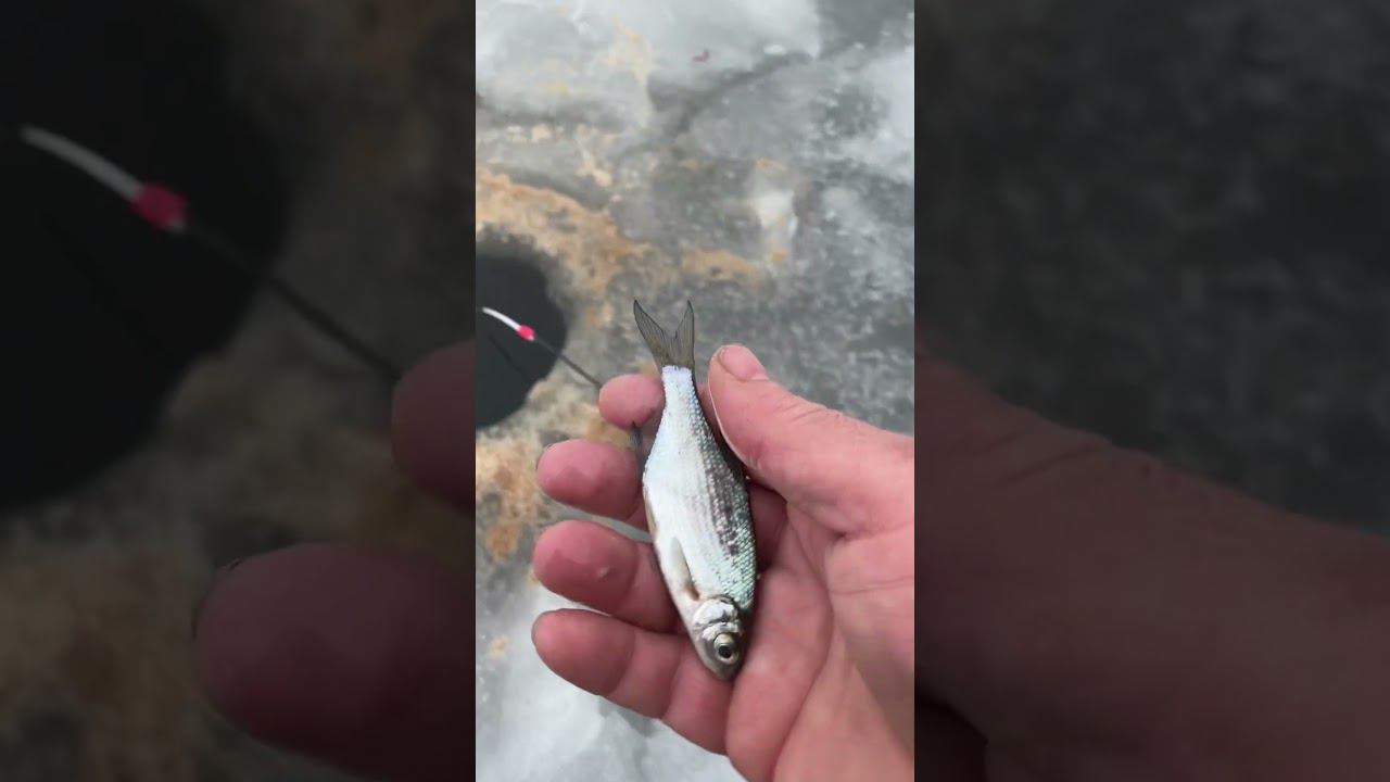 Поймал и отпустил #рыбалкакстово #первыйлёд #плотва #зимняяудочка смотреть онлайн