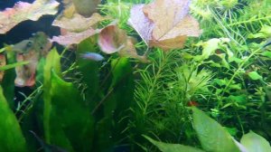 Мои аквариумы: 6 серия (аквариум травник 275л)