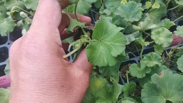 Толи радоваться, толи плакать, но идем вперед