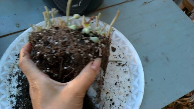 #Plantinha única, vaso único | Simone Felic. смотреть онлайн