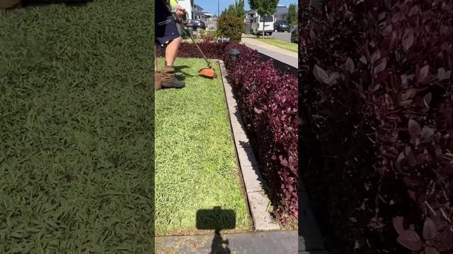 Obsessive Man Spends Hours Manicuring Christmas Themed Garden #satisfying смотреть онлайн