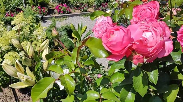 Роза Розовый Лед (Pink Ice) | Английская плетистая роза Розовый Лед /Pink Ice смотреть онлайн