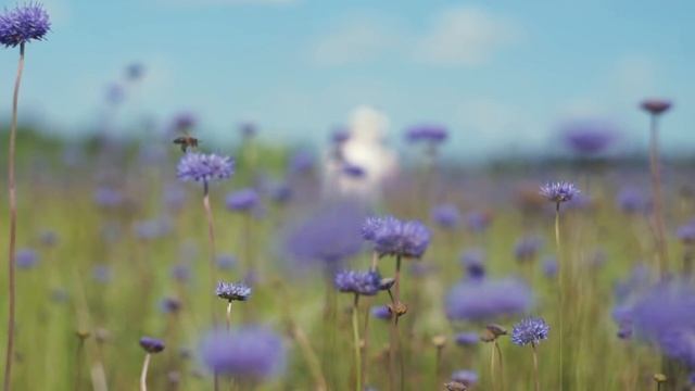 Полевые цветы. Шашлык. ВСЕМ ГУЛЯТЬ!!! смотреть онлайн