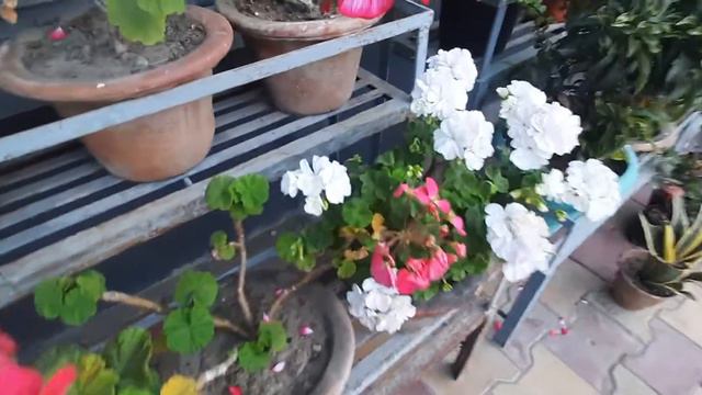 beautiful flowering plant gerranium collection in my garden! смотреть онлайн