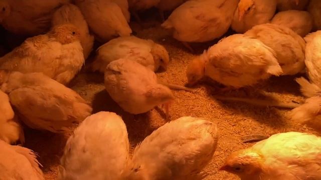 Перепела//Перепелиный помёт-основа для БИОтоплива смотреть онлайн