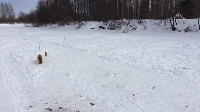 Лиса и рыба смотреть онлайн