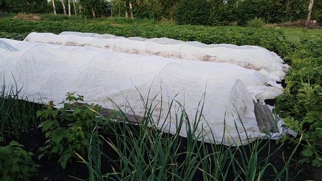 Как сохранить арбузы и дыни в холодную погоду? смотреть онлайн