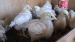 Содержание и Выращивание Цыплят в домашних условиях