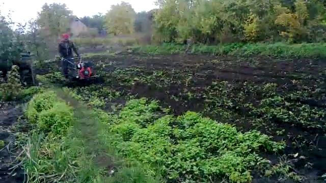 культивация на зиму. горчица . смотреть онлайн