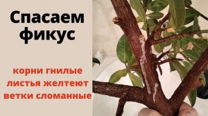 Спасаем фикус! Его выбросили, я подобрала. Корни фикуса гнилые, листья желтеют....