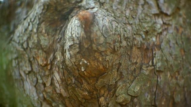 Woodland Trail and Earth Goddess Tree - FREE NATURE STOCK FOOTAGE смотреть онлайн
