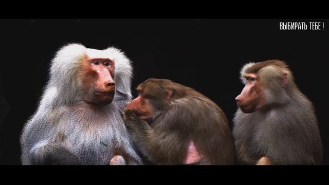 Почему человек должен быть добрым? - Доброта спасет мир ! смотреть онлайн