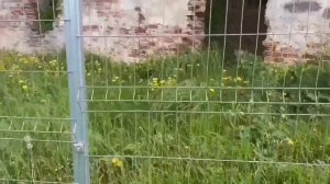 БЕЖЕНКИ ОТХОДЯТ ОТ ЗАПОЯ. ЮЛЯ СТАР.