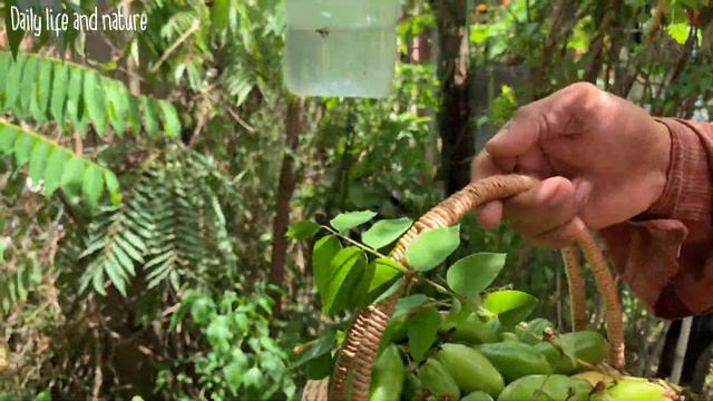 Custard Apple-Passion Fruit-Bilimbi Fruit Picking and Eating Delicious-September Garden Tour смотреть онлайн