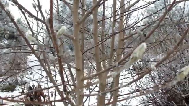 Любуемся садом в зимнем убранстве! смотреть онлайн