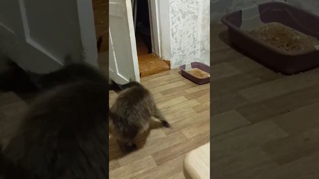 Лёва,хочет играть 😀#мейнкун @Levalife #животные #забавныеживотные #игры #муся смотреть онлайн