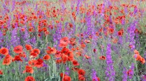 МАКОВОЕ поле!!!  Маки, метельник и море. Крымская красота!!!