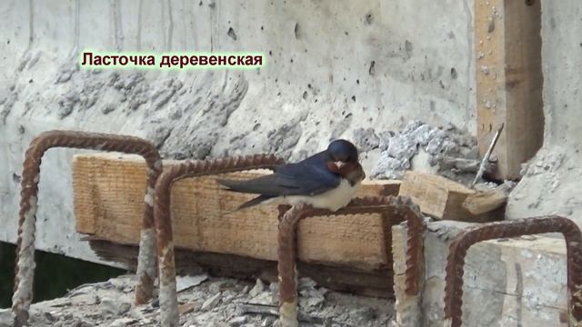 Весенние зарисовки смотреть онлайн