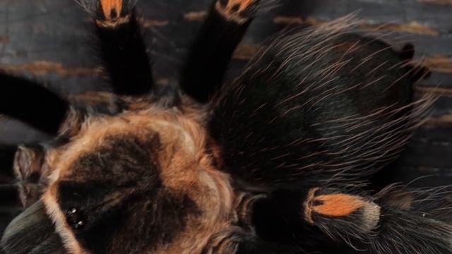 Fact or Fiction? Exploring the Most Controversial Tarantula Myths Exposed! смотреть онлайн